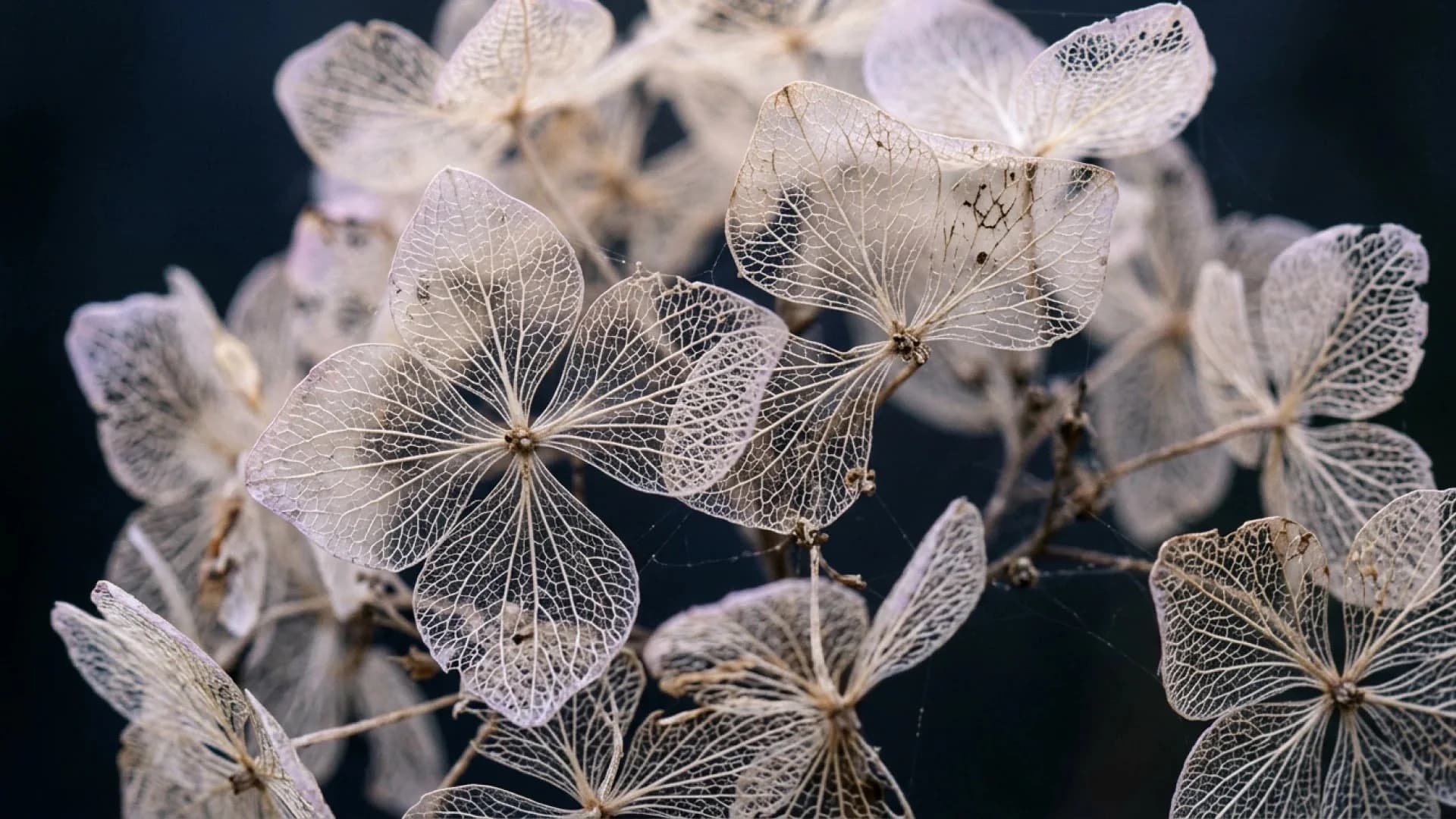 Google official Nano Banana 2.1 example: macro photo of skeletonized hydrangea flowers